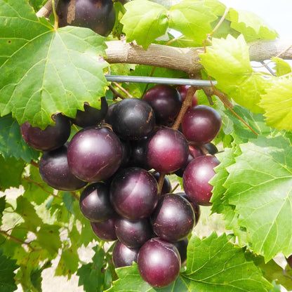 50Pcs Heirloom Purple Grape Vine Seeds for Lush Fruitful Gardens Perfect for Growing Your Own Grapes Seed for Planting