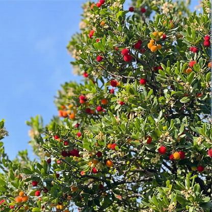 10Pcs Bayberry Bush Seeds for Planting Attracting Shrub Landscaping, Salt & Drought Tolerant Hedge Plant for Garden Outdoor