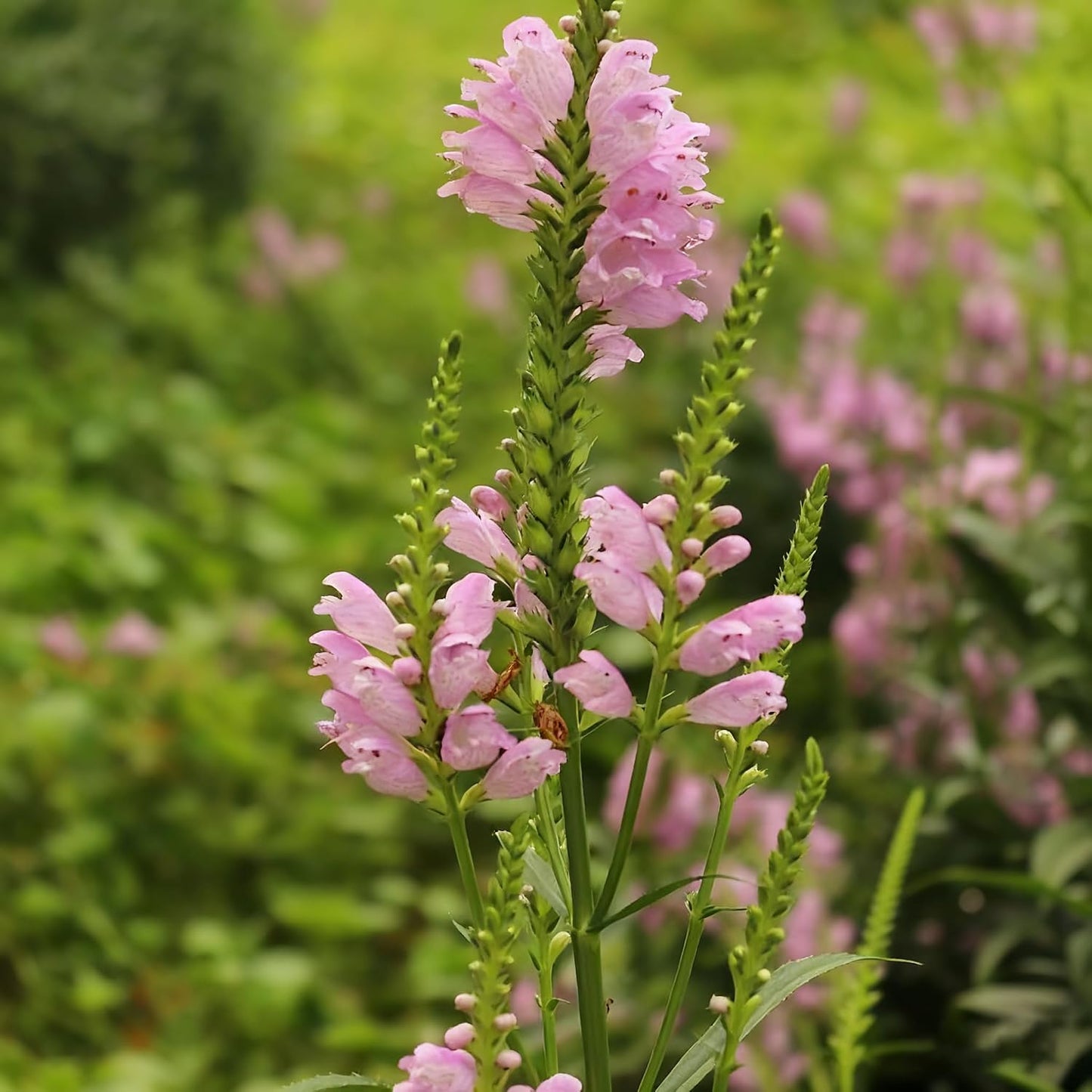 150pcs Obedient Plant Seed for Planting,  Mixed Perennial Flower Plants, Non-GMO Heirloom for Home Garden