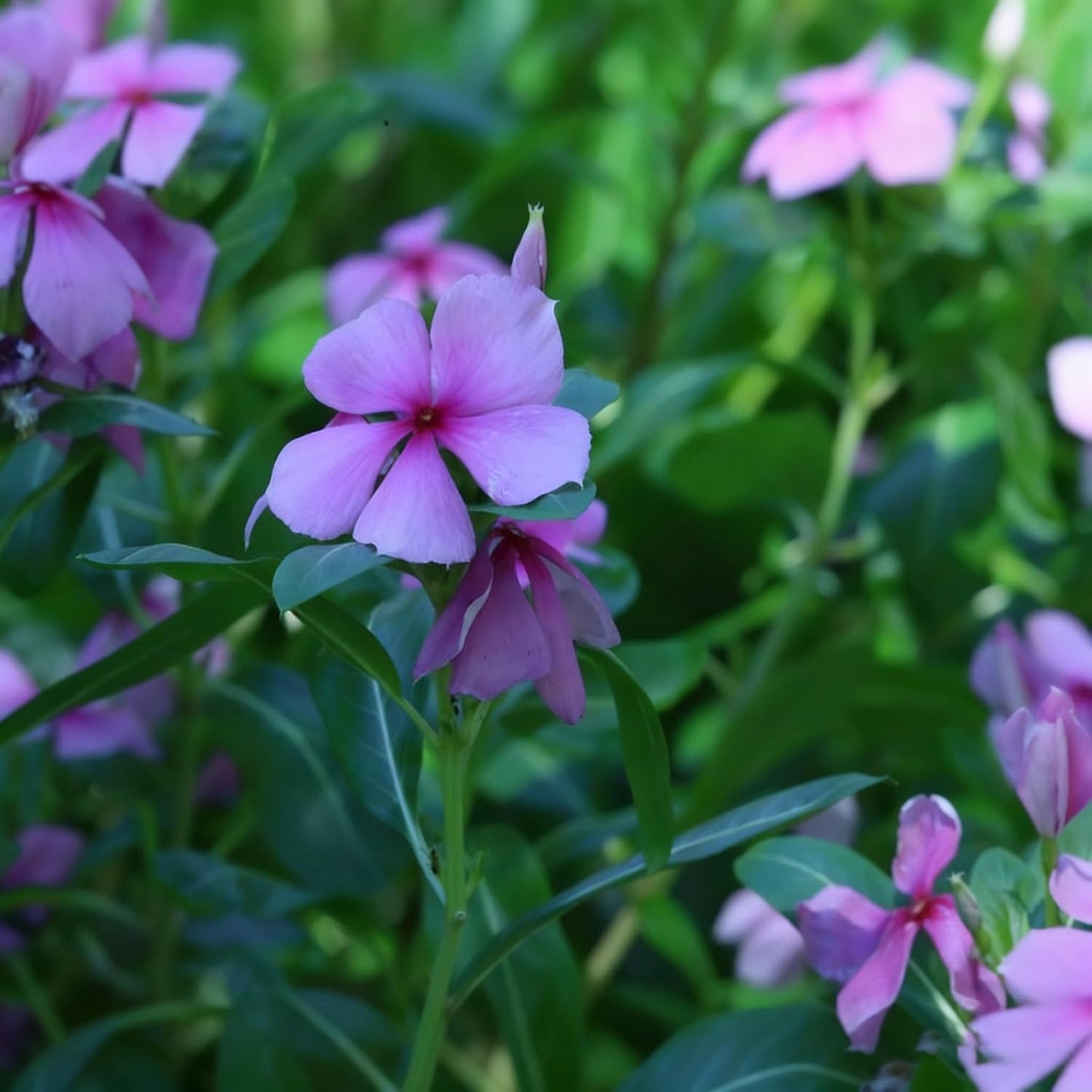Perennial Periwinkle Flower Seed, 100 Heirloom Periwinkle Flower Seeds, Ground Cover Seeds for Home Garden and Outdoor