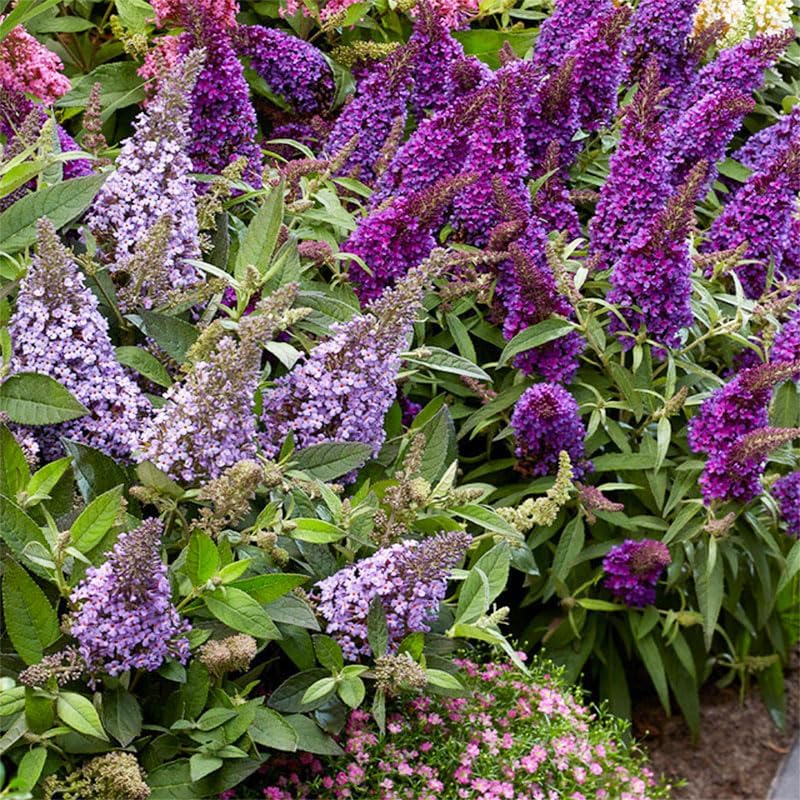 300Pcs Mix Butterfly Bush Seeds Highly Fragrant Flowers that Attract Hummingbirds, Bees & Pollinators to Your Garden