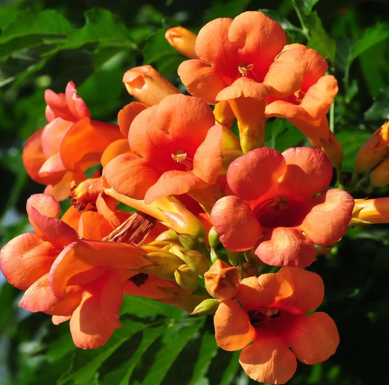 97Pcs Trumpet Vine Plant Seeds-Trumpet Creeper Seeds Non-GMO Heirloom Flower Seed