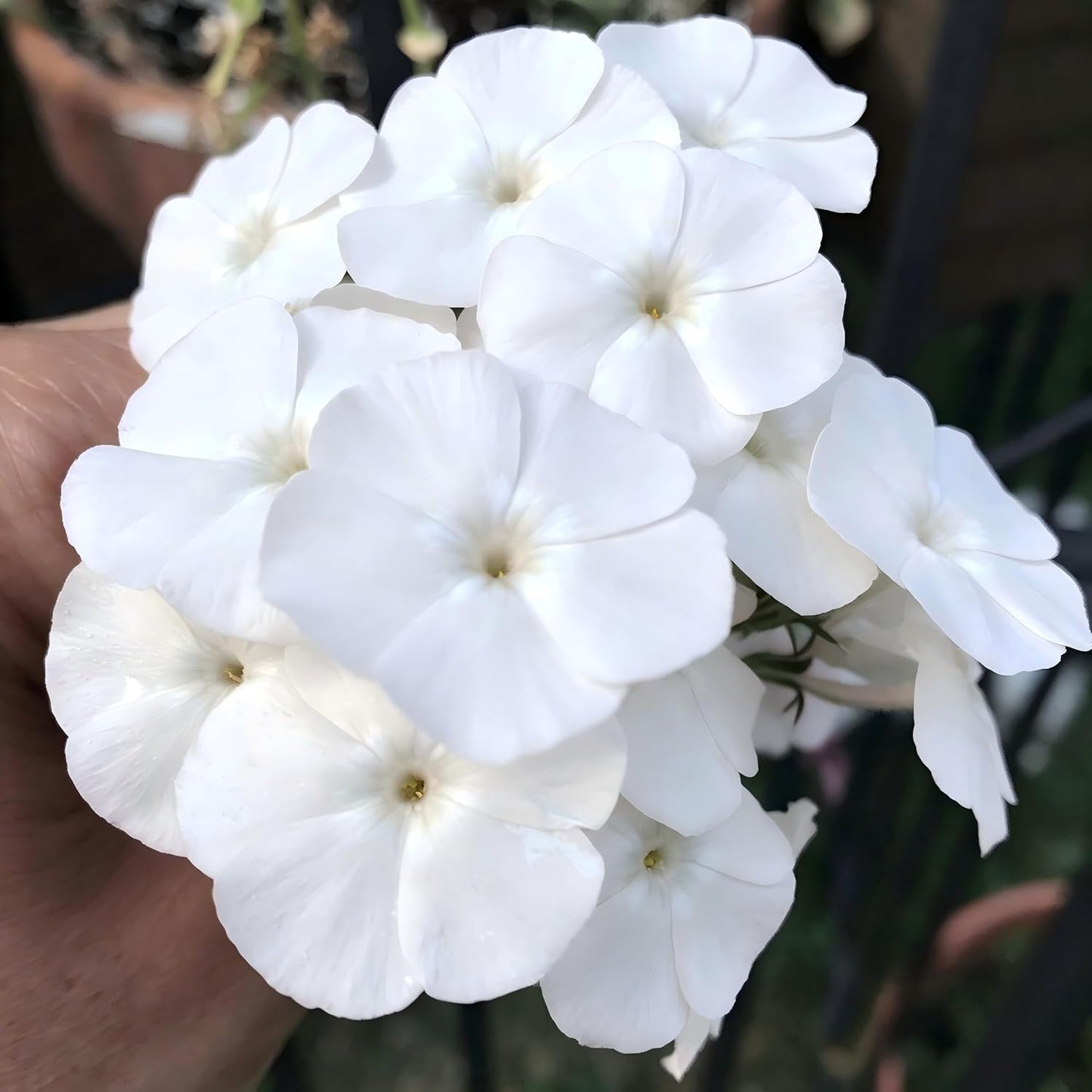 500pcs White Creeping Phlox Seeds for Planting,  Evergreen Fragrant Ground Cover Non-GMO Heirloom Blooms for Garden Borders, Containers & Pollinator Gardens