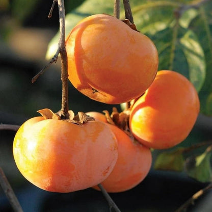 47Pcs Ideal for home planting Persimmon Seeds require no complex pruning or professional landscape layout techniques