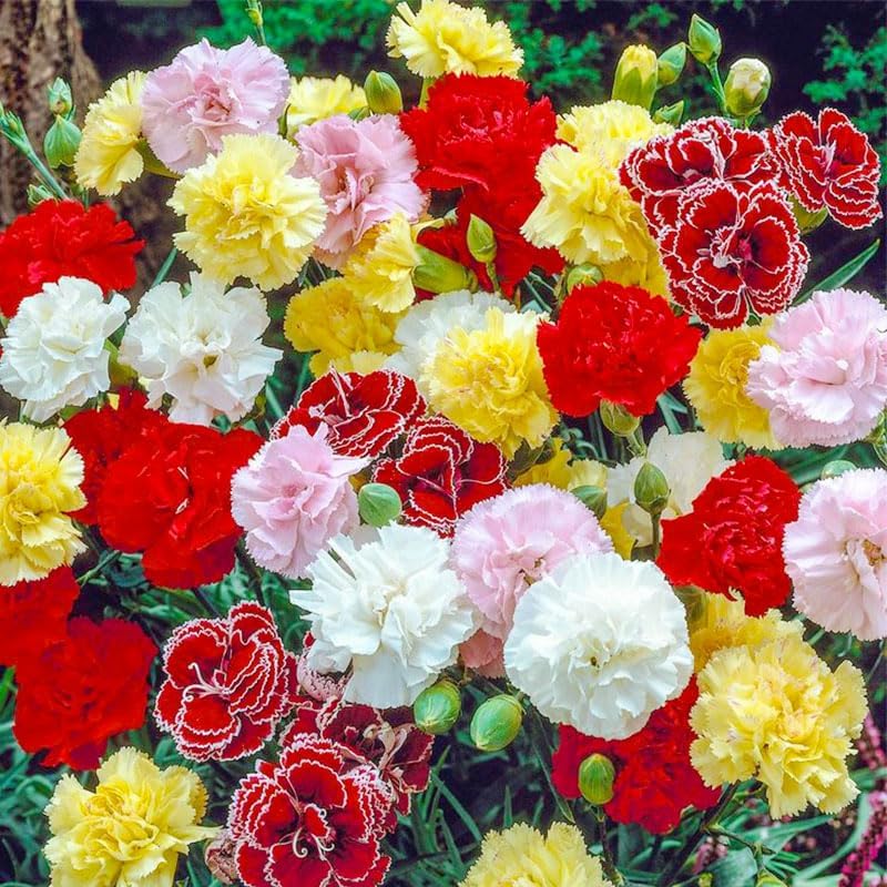200 Mix Carnation Seeds for Home Garden - Non-GMO Heirloom Seeds - Fragrant, Open Pollinated