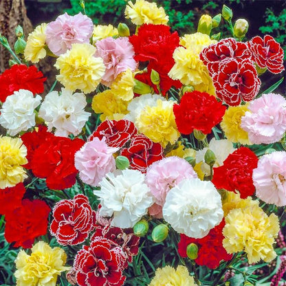 200 Mix Carnation Seeds for Home Garden - Non-GMO Heirloom Seeds - Fragrant, Open Pollinated