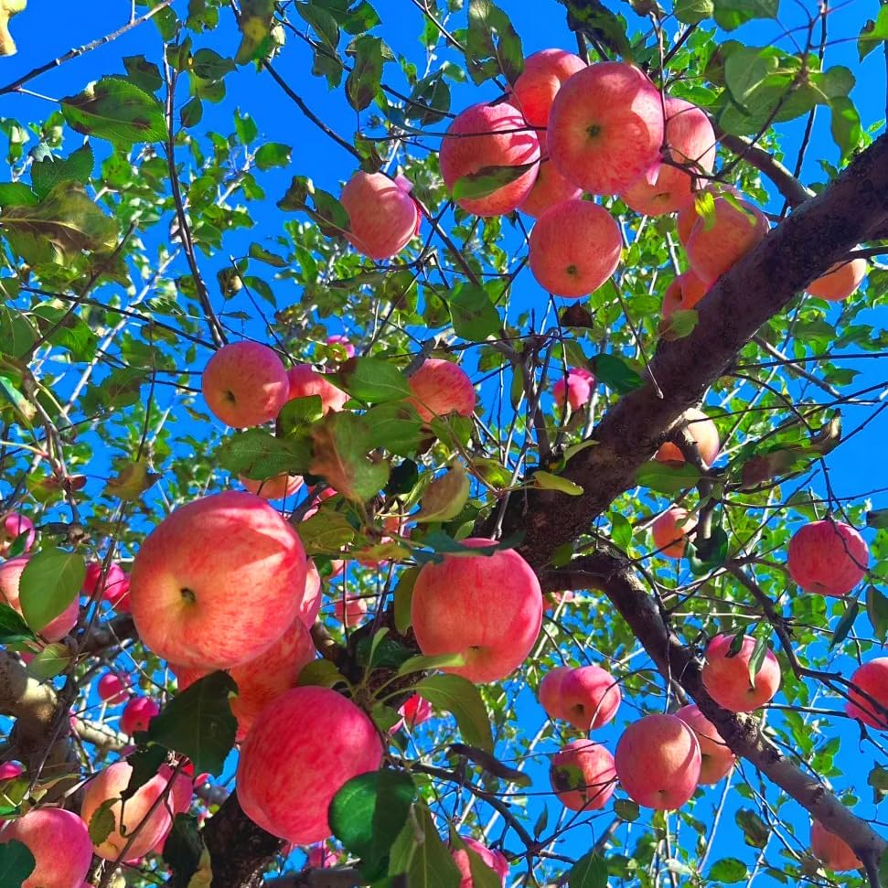 Apple Seeds for Planting Outdoor 50Pcs Perennial Apple Tree Seed Non-GMO Heirloom Sweet Fruit, Sweet Juicy Fruits Plants in Your Home Garden