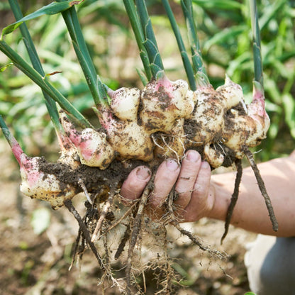 100pcs Ginger Seeds Simple to Grow add tropical natural ornamental charm to courtyard grounds and garden landscape spaces