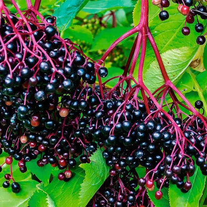 190Pcs Elderberry Seeds for Planing - Non-GMO Heirloom Black Elderberry Seeds for Planting Outdoor