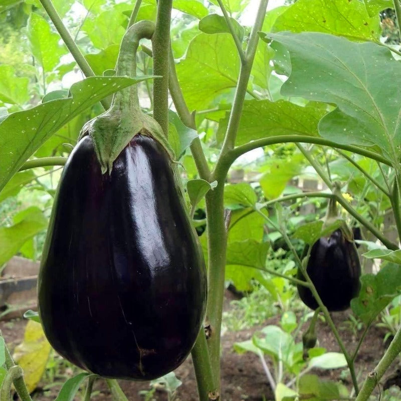 200 Eggplant Seeds -  Heirloom, Open Pollinated, Non GMO - Grow Indoors, Outdoors, In Pots, Grow Beds, Soil, Hydroponics & Aquaponics