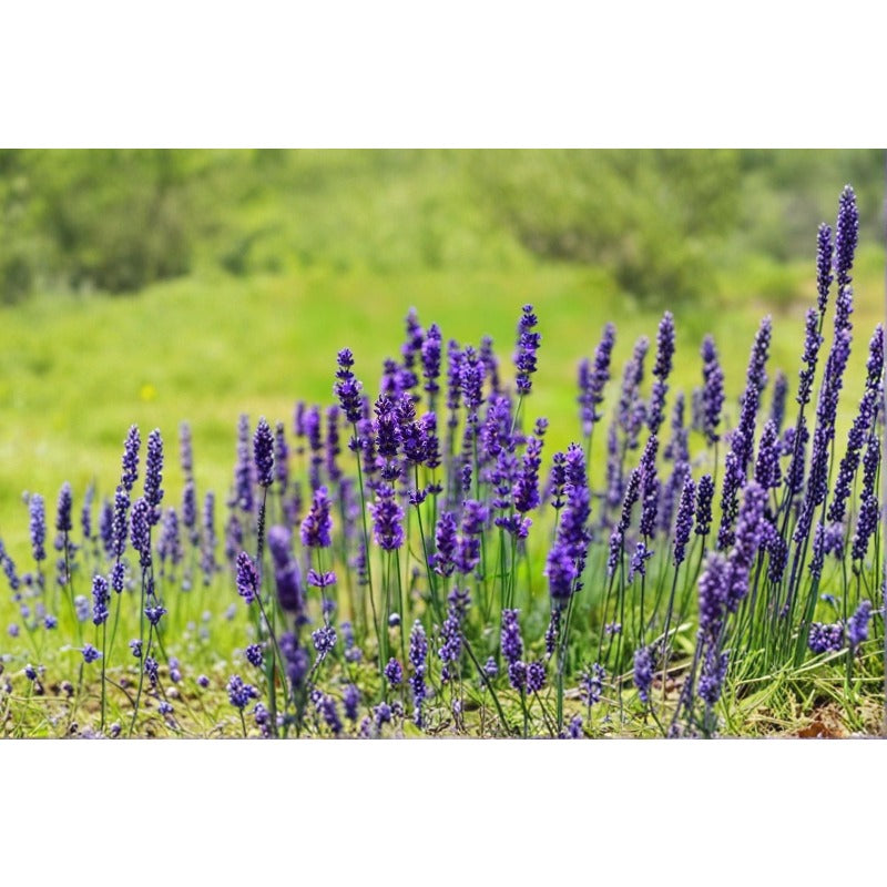 1000pcs Lavender Seeds Simple To Plant For Outdoor Landscape Growing