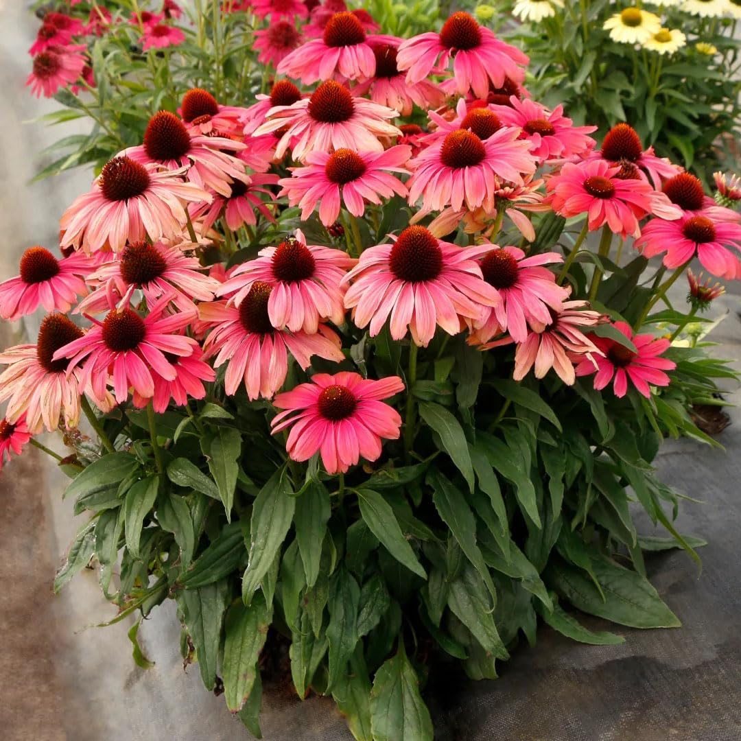 200pcs Coneflower Seeds, Attract Pollinators, Perennial ConeFlower Seed for Home Garden, Potted Decoration