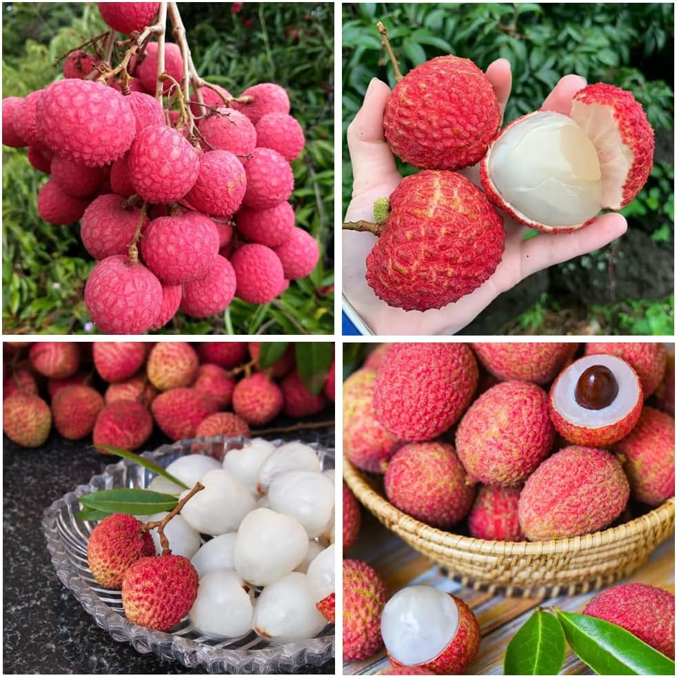 7Pcs Lychee Seeds Fit for home planting hold extended long-term growth period for lasting landscape layout value