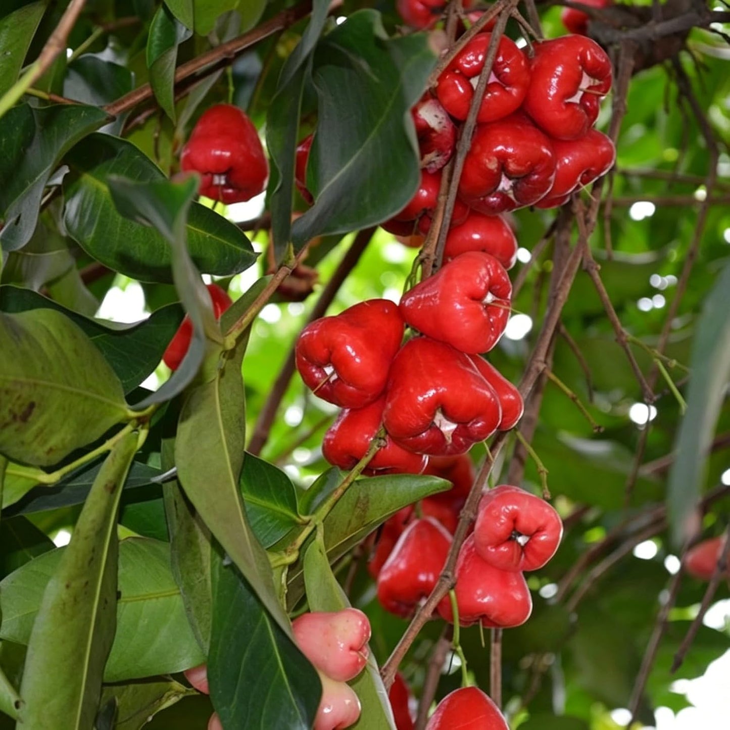 Wax Apple Trees Seeds for Planting 100pcs Perennial Wax Apple Syzygium samarangense Fruits Seeds Plants, Non-GMO Heirloom Open Pollinated Sweet Fruits Plants for Home Garden Outdoors
