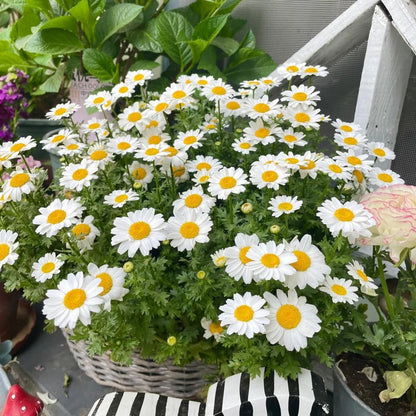 200Pcs Daisy Flower Seeds for Planting Perennial Flower Plants, Non-GMO Heirloom Seed for Outdoors Garden