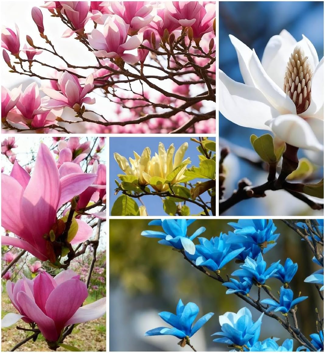 30pcs Magnolia Flower Seeds for Planting, Mixed Color Perennial Flower Seed, Non-GMO Heirloom Magnolia Flower Seeds for Home Garden Outdoor