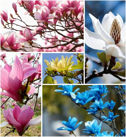 30pcs Magnolia Flower Seeds for Planting, Mixed Color Perennial Flower Seed, Non-GMO Heirloom Magnolia Flower Seeds for Home Garden Outdoor