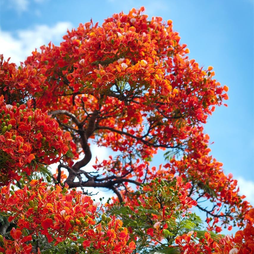 20Pcs Royal Poinciana Tree Seeds, Delonix Regia Bonsai Tree Seeds, Exotic Ornamental Tree Seed for Garden, Landscaping & Bonsai Growing
