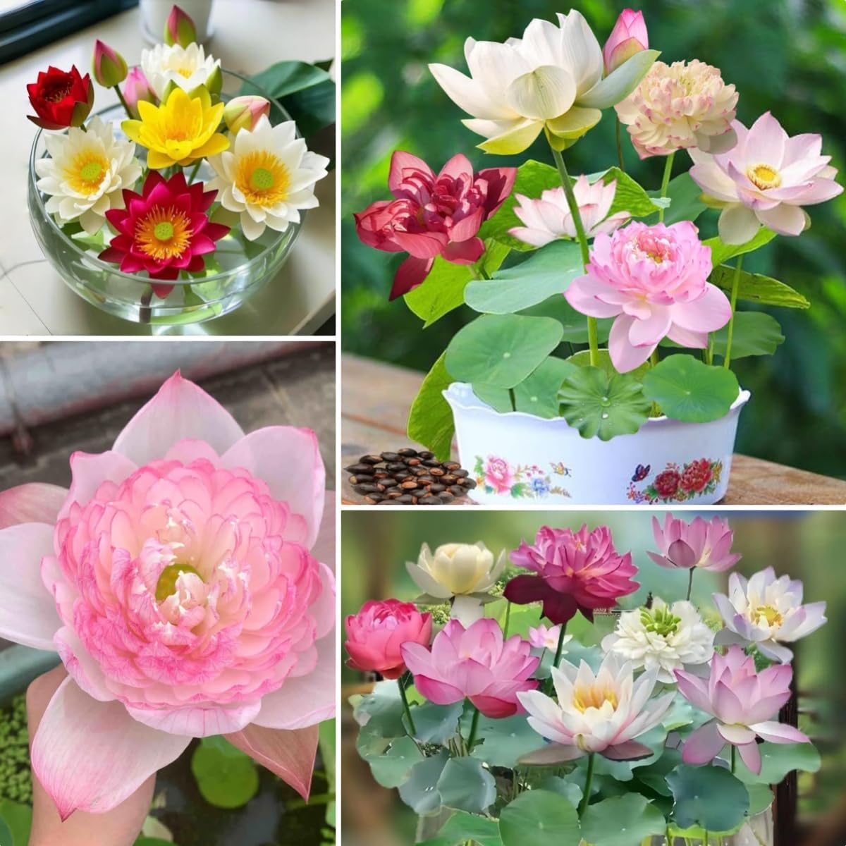 Bowl Lotus Flower Seeds Mixed Colors, 12 Seeds Aquatic Dwarf Lotus for Pond, Bowl & Container Gardens