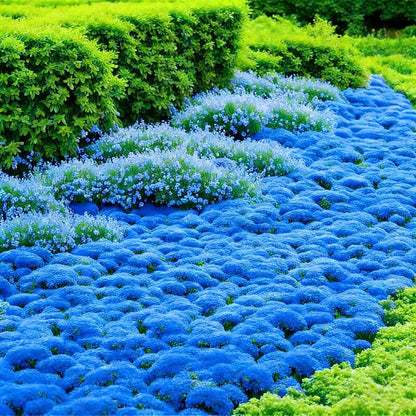 500pcs Blue Creeping Thyme Seeds Ground Cover,Blue Woolly Thyme Seeds Non-GMO Heirloom,Drought Tolerant Ground Cover Thyme Seed Silver Gray Carpet for Between Stepping Stones & Rock Outdoor