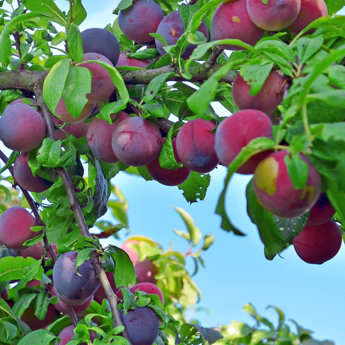 10Pcs Plum Seeds Perfect for beginner sowing adapt well to open ground placement and garden plot cultivation