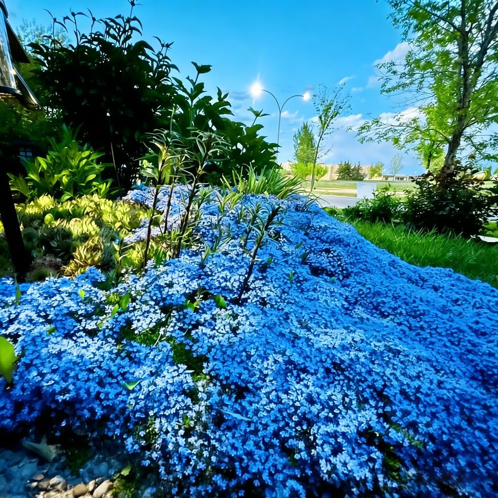 500pcs Blue Creeping Thyme Seeds Ground Cover,Blue Woolly Thyme Seeds Non-GMO Heirloom,Drought Tolerant Ground Cover Thyme Seed Silver Gray Carpet for Between Stepping Stones & Rock Outdoor
