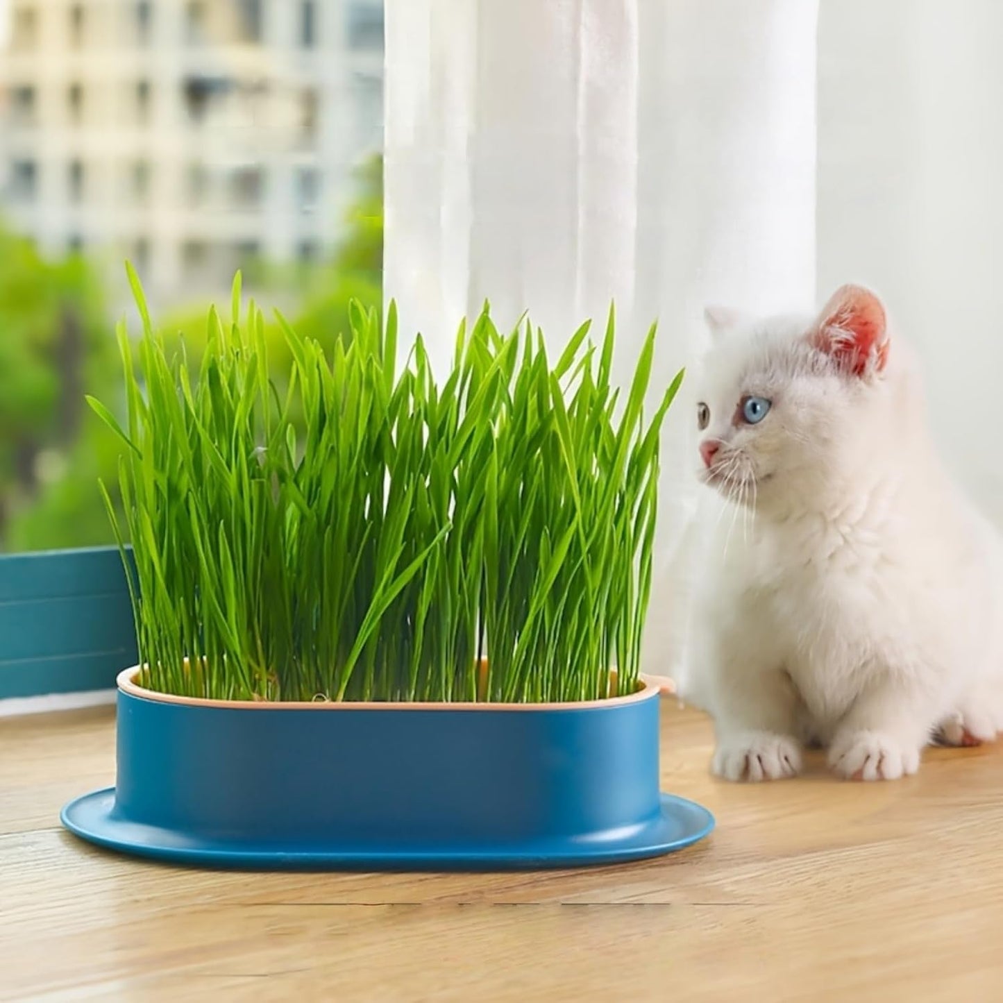 100Pcs Cat Grass Seeds Easy to Sow and Grow great for small containers, desktop planters and household indoor cultivation layout