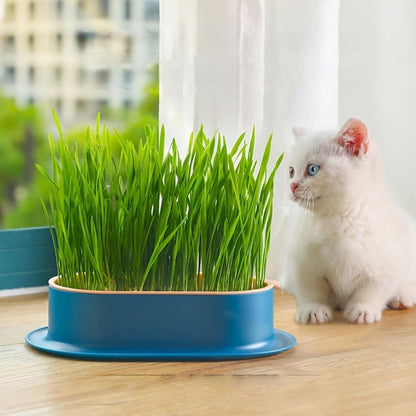 100Pcs Cat Grass Seeds Easy to Sow and Grow great for small containers, desktop planters and household indoor cultivation layout