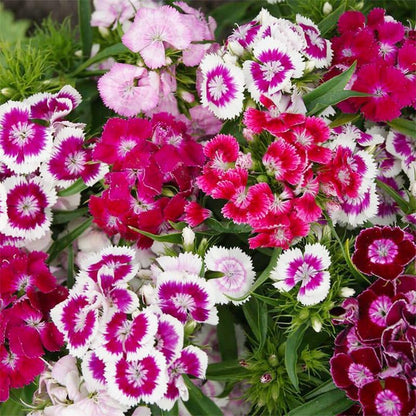 500 Mix Dianthus Seeds for Planting-Non-GMO Perennial Vibrant Flower for Cut Garden & Pollinators