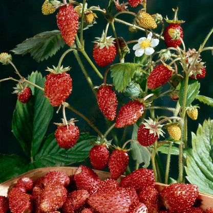 286Pcs Wild Strawberry Seeds Convenient to Grow spread naturally into tidy mats with gentle creeping growth tendency