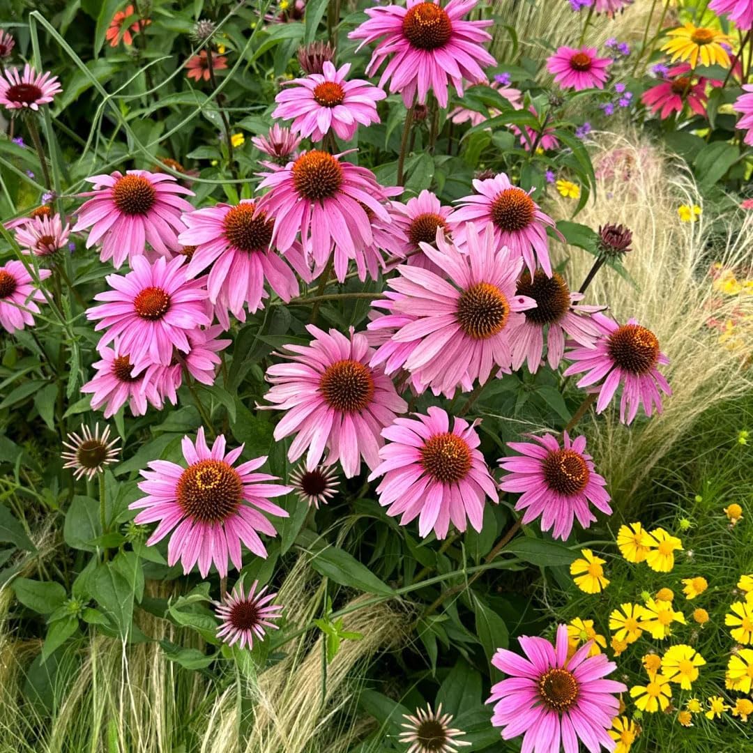 200Pcs Mix Coneflower Seeds, Perennial Cone Flower Seed for Home Garden, Potted Decoration