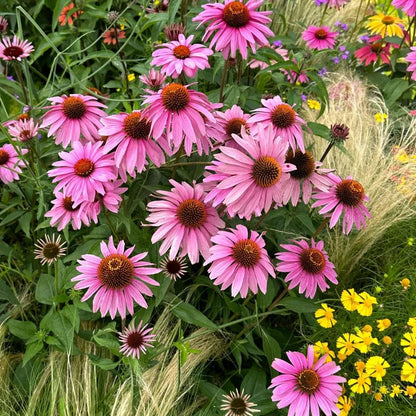 200Pcs Mix Coneflower Seeds, Perennial Cone Flower Seed for Home Garden, Potted Decoration