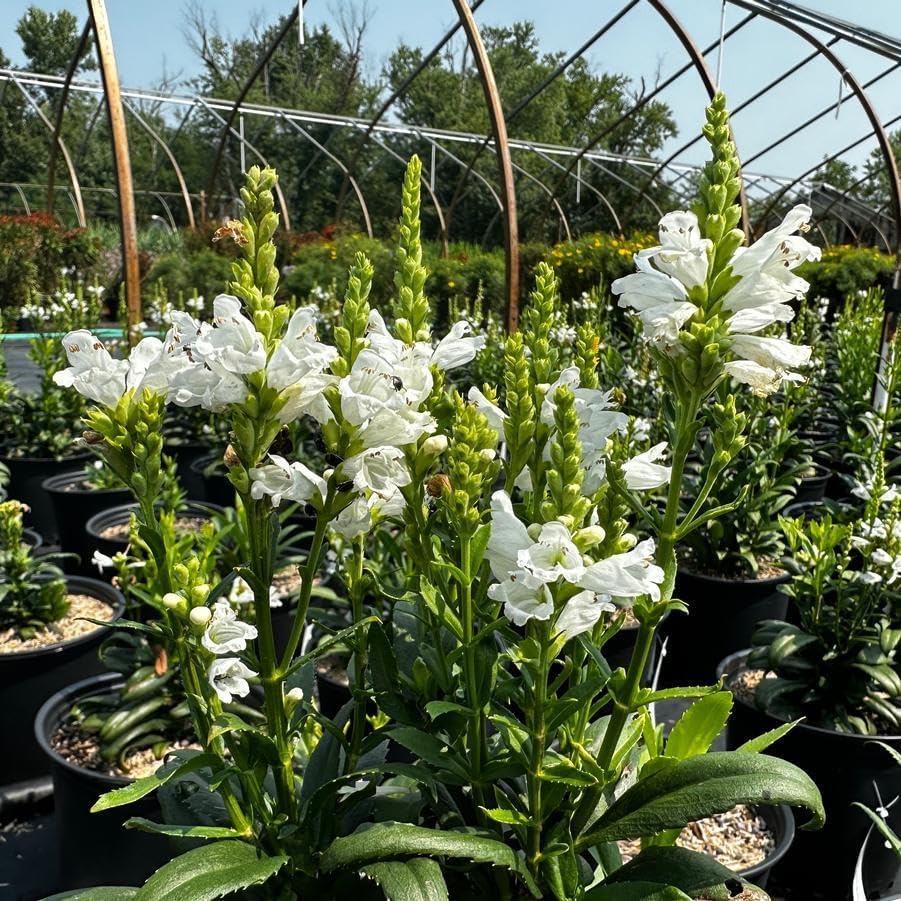 150pcs Obedient Plant Perennial with Pink to Lavender Flowers Attracts Pollinators Garden Border Plant