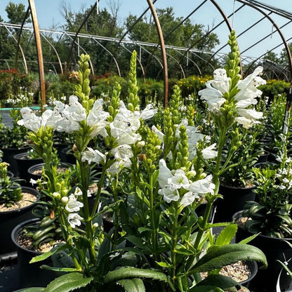 150pcs Obedient Plant Perennial with Pink to Lavender Flowers Attracts Pollinators Garden Border Plant