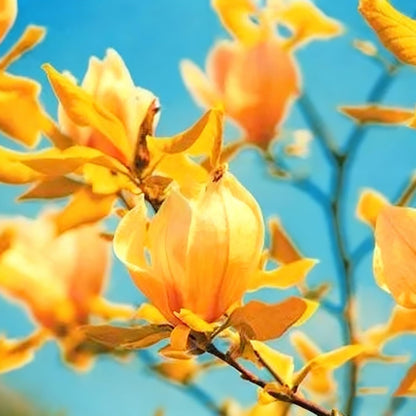 30pcs Magnolia Flower Seeds for Planting, Mixed Color Perennial Flower Seed, Non-GMO Heirloom Magnolia Flower Seeds for Home Garden Outdoor