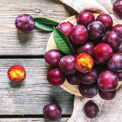 10Pcs Plum Seeds Perfect for beginner sowing adapt well to open ground placement and garden plot cultivation