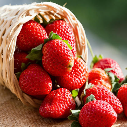 300Pcs Red Giant Strawberry Seeds, Heirloom Non-GMO Fresh Fruit Seed for Home Garden