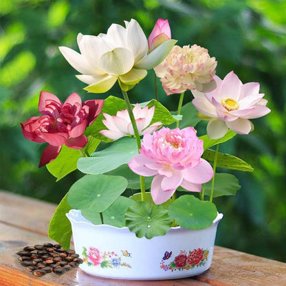 Bowl Lotus Flower Seeds Mixed Colors, 12 Seeds Aquatic Dwarf Lotus for Pond, Bowl & Container Gardens