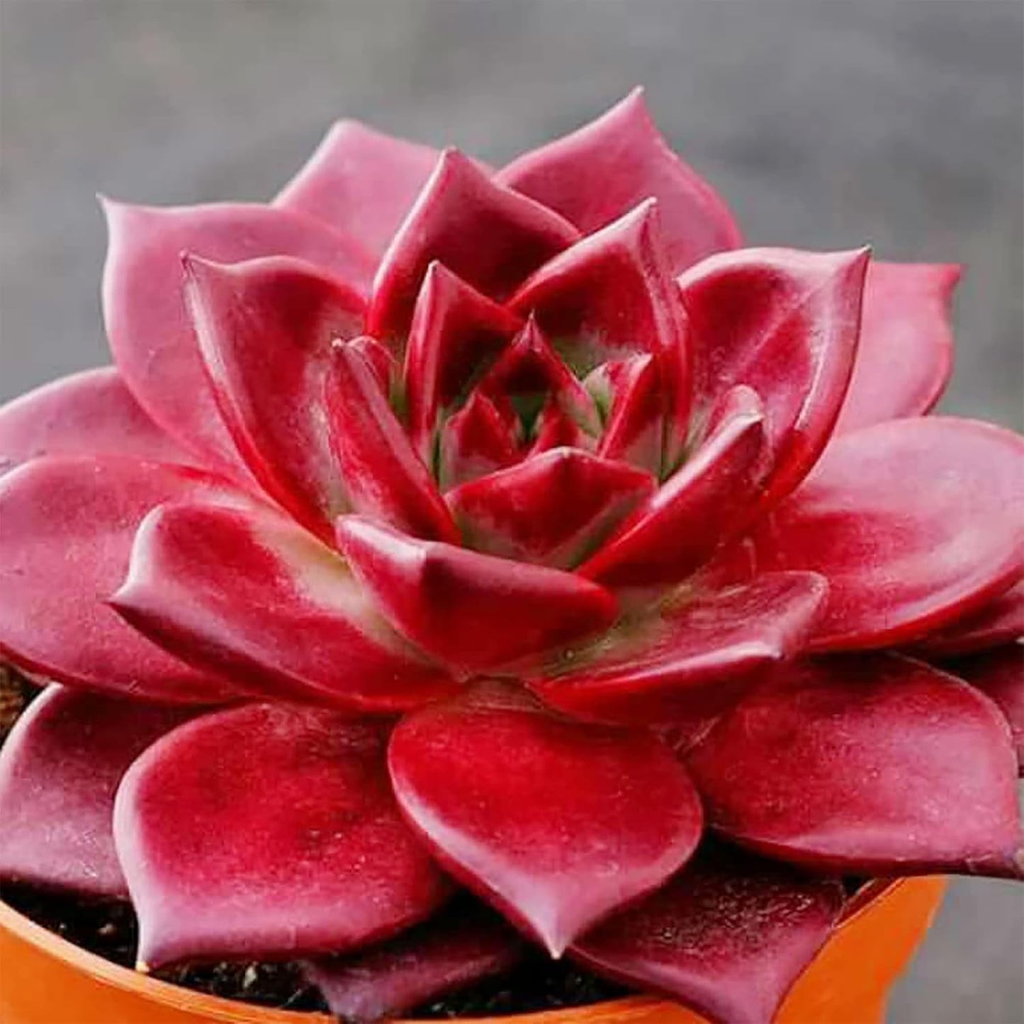 999pcs Mixed Succulent  Seeds for Planting Exotic Perennial Flowering Plant Lovely Garden Home Plant Houseplant