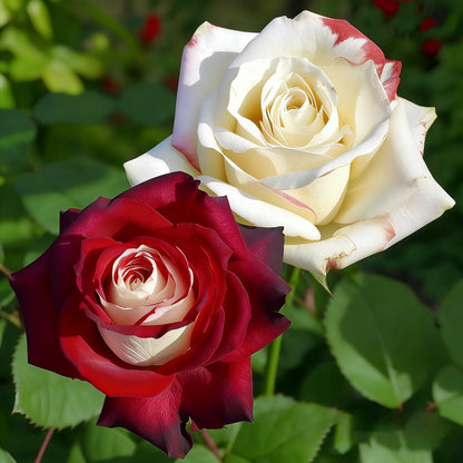 150pcs Red White Rose Color Rose Seeds for Planting, Non-GMO Ground Cover Flower Seeds, Heirloom Garden Flowers in Outdoors