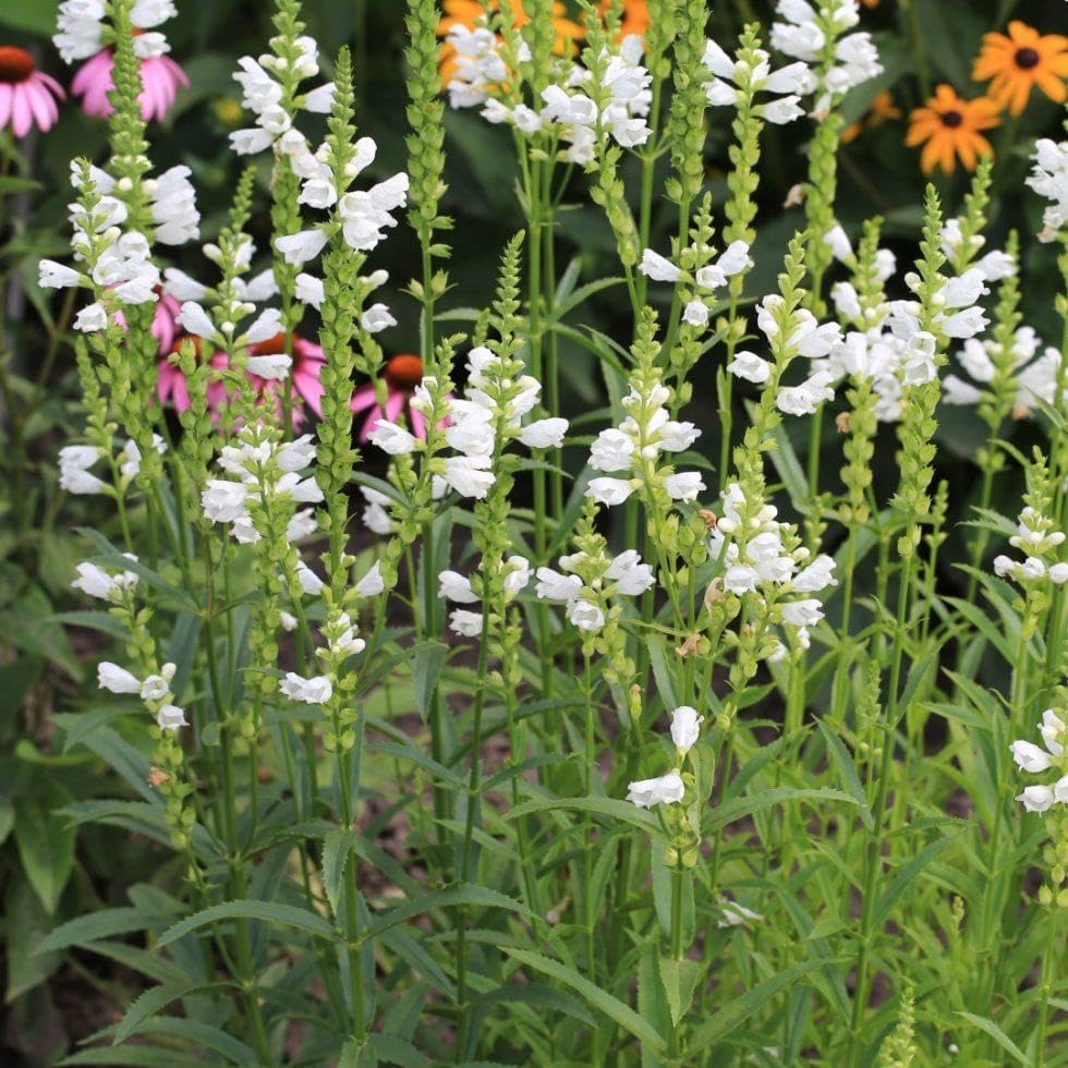 150pcs Obedient Plant Perennial with Pink to Lavender Flowers Attracts Pollinators Garden Border Plant