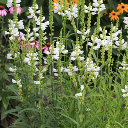 150pcs Obedient Plant Perennial with Pink to Lavender Flowers Attracts Pollinators Garden Border Plant