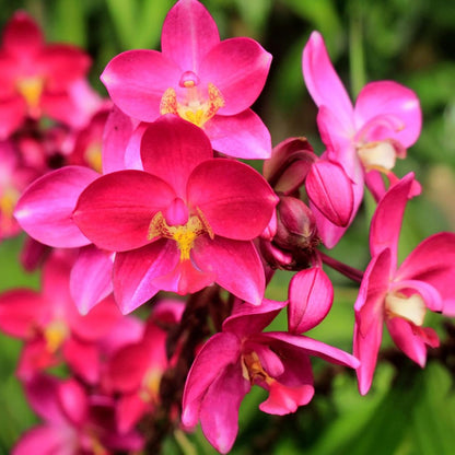 100Pcs Orchid Seeds for planting in indoor corners and shaded outdoor decorative spaces
