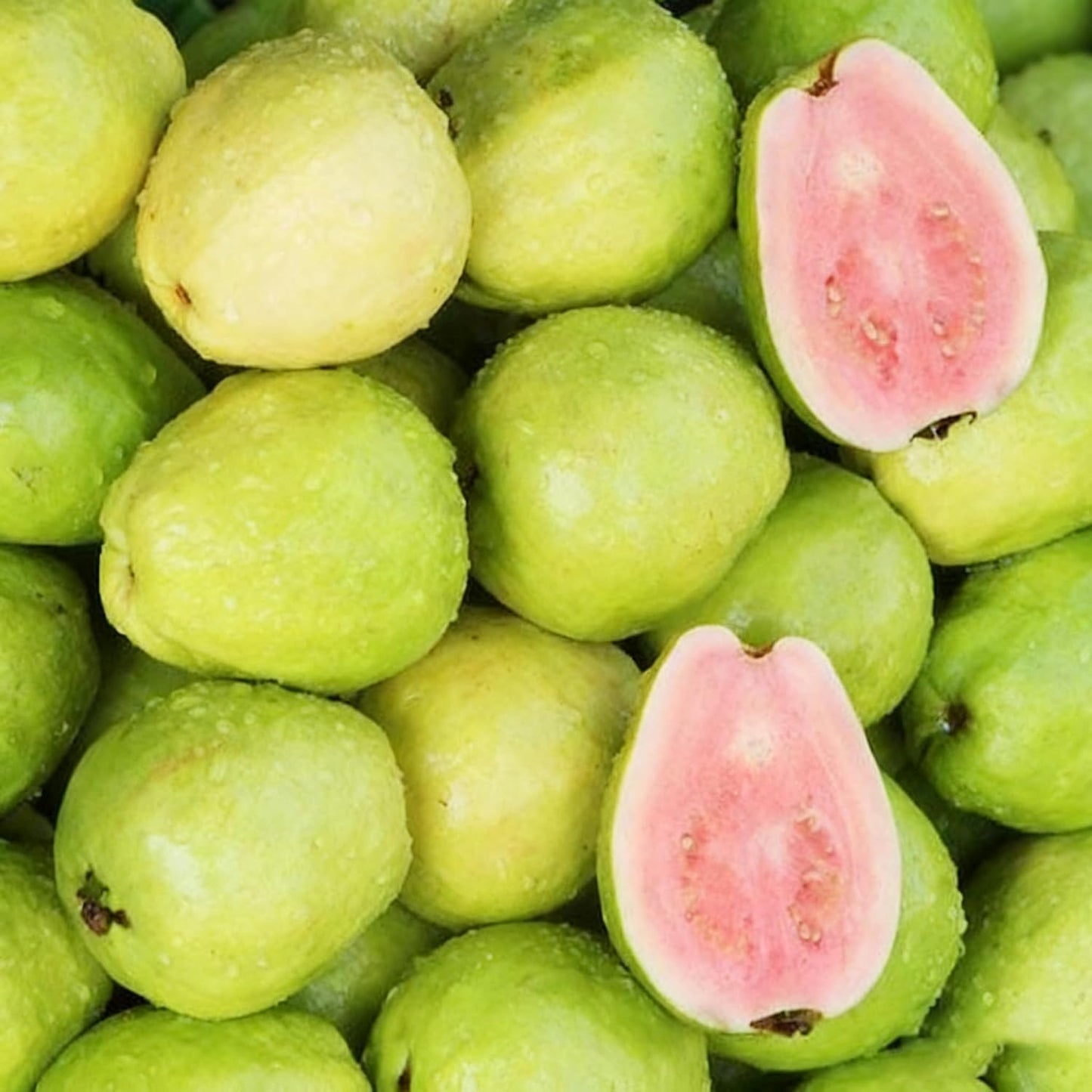 93Pcs Guava Seeds Made for home planting create full bushy ornamental accents across courtyard and garden areas