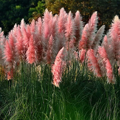 980Pcs Dependable Germination Pampas Grass Seeds For Worry Free Planting