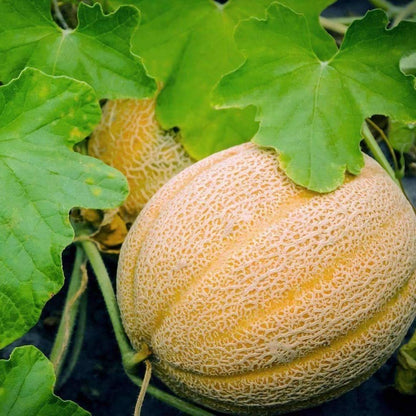 20Pcs Cantaloupe Seeds grow robustly with regular watering and ample natural sunlight exposure