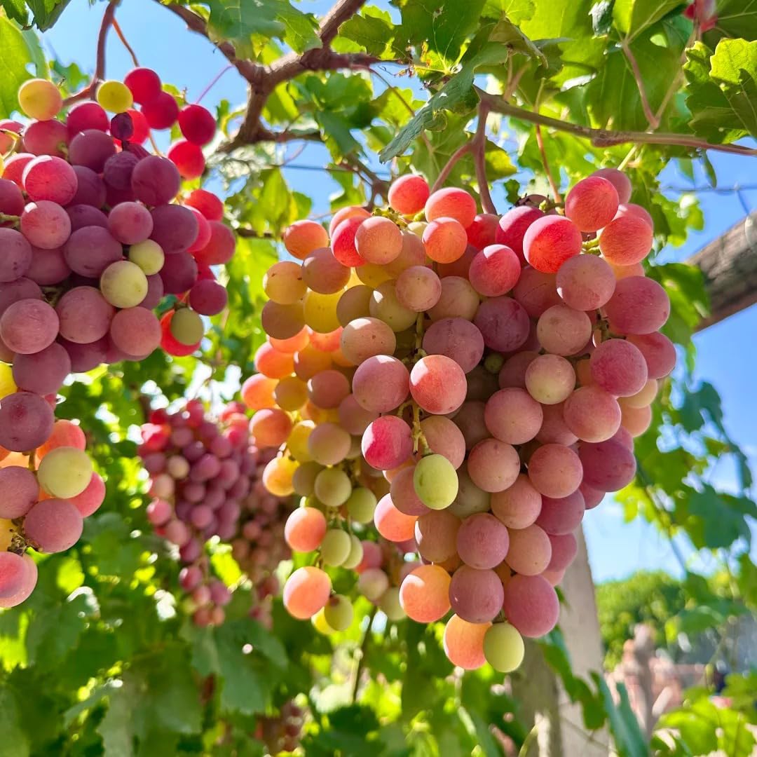 50Pcs Grape Fruit Seeds for Planting, Vitis vinifera Fruit Seed, Non-GMO Heirloom Red Grape Fruit Seeds for Small Garden Border, Home Outdoor