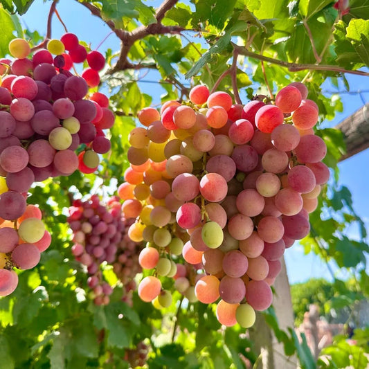 50Pcs Grape Fruit Seeds for Planting, Vitis vinifera Fruit Seed, Non-GMO Heirloom Red Grape Fruit Seeds for Small Garden Border, Home Outdoor