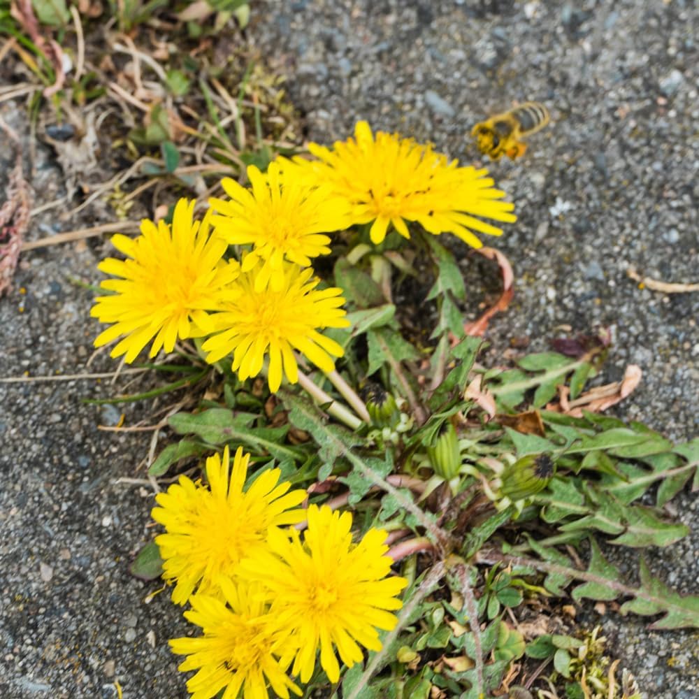 Dandelion Seeds for Planting 1000 Heirloom Medicinal Herb Seeds Non GMO Grow