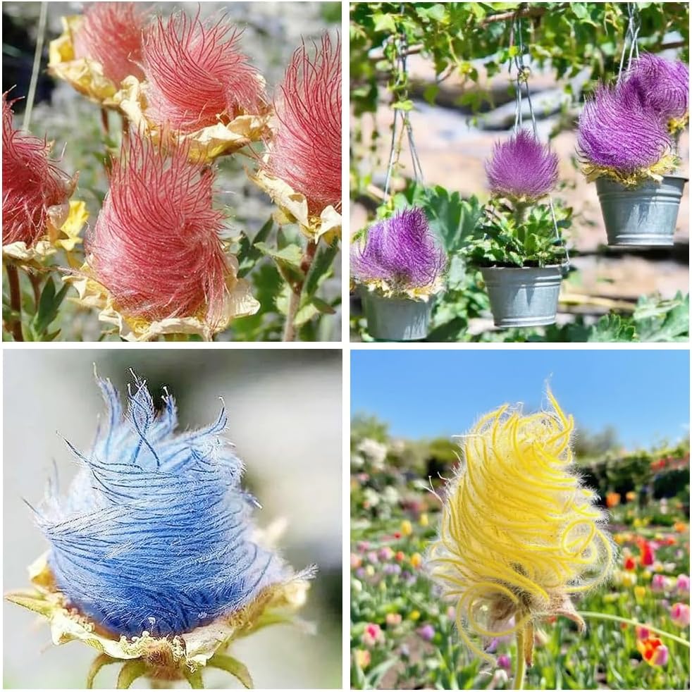 100pcs Prairie Smoke Seeds for Planting Outdoor-Non-GMO Heirloom Native Wildflower Non-GMOPlant in Your Home Garden